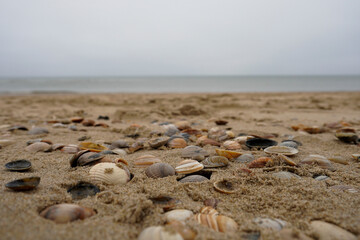 Egmond aan Zee,Nordholland , Netherlands. Sea shells at the beach of Egmond