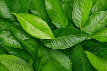 Caper Bush or Flinders Rose or Capparis spinosa delicate flowers close-up. Beautiful simple AI generated image