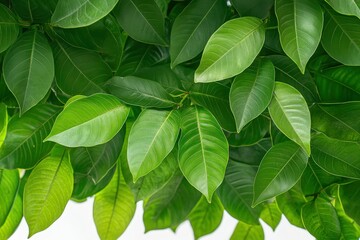 Fototapeta premium White coffee flowers blooming on coffee plants season and green coffee leaves. close-up. Beautiful simple AI generated image