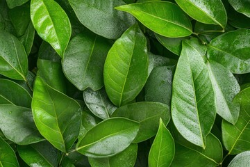 Close-up of a woody, flowering plant with teal colored flower budding among the green, fern-like leaves; Yukon Territory, Canada. Beautiful simple AI generated image