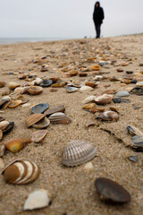 Egmond aan Zee,Nordholland , Netherlands. Sea shells at the beach of Egmond