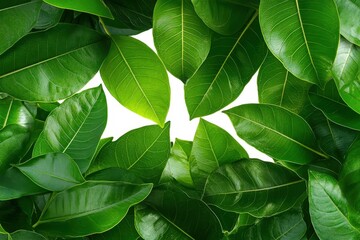 White coffee flowers blooming on coffee plants season and green coffee leaves. close-up. Beautiful simple AI generated image