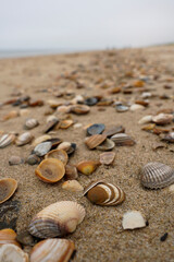 Egmond aan Zee,Nordholland , Netherlands. Sea shells at the beach of Egmond
