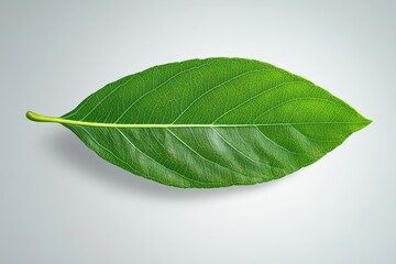 Obraz premium Caper Bush or Flinders Rose or Capparis spinosa delicate flowers close-up. Beautiful simple AI generated image