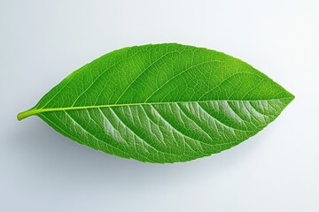 Obraz premium Close-up of a woody, flowering plant with teal colored flower budding among the green, fern-like leaves; Yukon Territory, Canada. Beautiful simple AI generated image