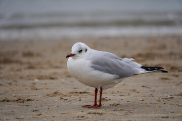 Lonely seagull on the beach of the Dutch North Sea in North Holland