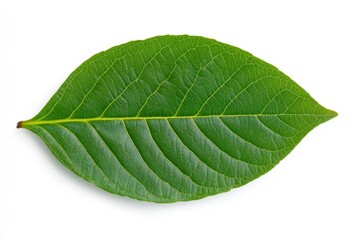 Obraz premium Strawberry flower with green leaves on an organic strawberry plant. Close-up. Beautiful simple AI generated image