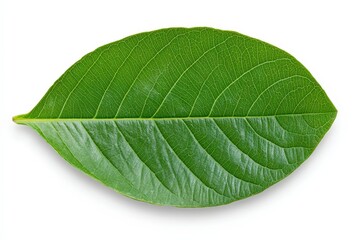 Obraz premium A White-Lined Sphinx Moth (Hyles lineata) pollinating a purple Petunia.. Beautiful simple AI generated image