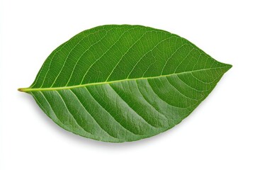 Fototapeta premium White coffee flowers blooming on coffee plants season and green coffee leaves. close-up. Beautiful simple AI generated image