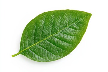 Obraz premium Strawberry flower with green leaves on an organic strawberry plant. Close-up. Beautiful simple AI generated image