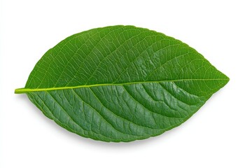 Obraz premium Close-up of a flowering strawberry plant. Beautiful simple AI generated image