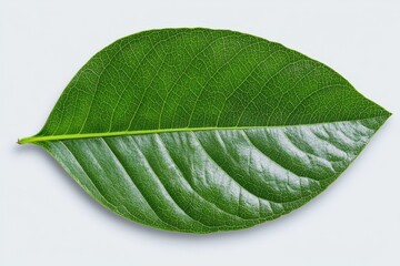 Obraz premium Caper Bush or Flinders Rose or Capparis spinosa delicate flowers close-up. Beautiful simple AI generated image