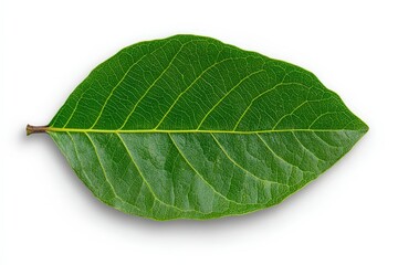 Obraz premium Close-up of a flowering strawberry plant. Beautiful simple AI generated image