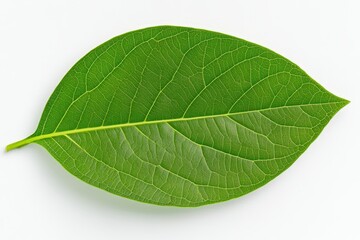 Obraz premium White coffee flowers blooming on coffee plants season and green coffee leaves. close-up. Beautiful simple AI generated image