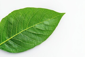 Obraz premium Strawberry flower with green leaves on an organic strawberry plant. Close-up. Beautiful simple AI generated image