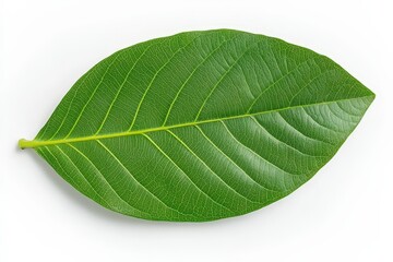 Obraz premium Strawberry flower with green leaves on an organic strawberry plant. Close-up. Beautiful simple AI generated image