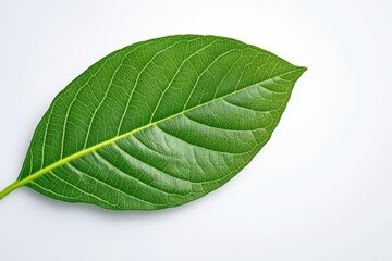 Obraz premium White coffee flowers blooming on coffee plants season and green coffee leaves. close-up. Beautiful simple AI generated image