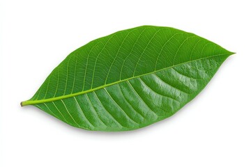 Fototapeta premium White coffee flowers blooming on coffee plants season and green coffee leaves. close-up. Beautiful simple AI generated image