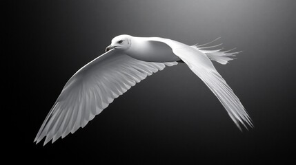 Obraz premium A white seagull in flight against a dark background.