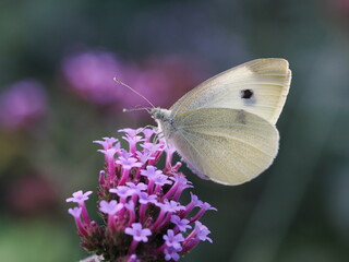 Motyl bielinek rzepnik (Pieris rapae) na fioletowym kwiatku w ogrodzie