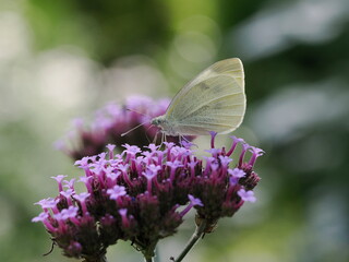 Motyl bielinek rzepnik (Pieris rapae) na fioletowym kwiatku w ogrodzie