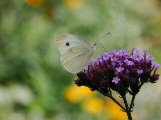 Motyl bielinek rzepnik (Pieris rapae) na fioletowym kwiatku w ogrodzie