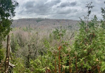 Valley forest through the trees from above 