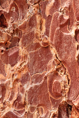 Ponderosa pine bark, within Rocky Mountain National Park, Colorado