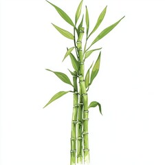 Fototapeta premium Lush Green Bamboo Stalks Standing Tall Against a White Background Representing Nature's Resilience and Eco-Friendly Aesthetics in Botanical Decor