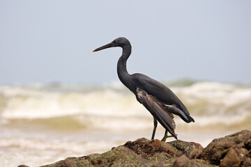 Eastern Reef Heron hunts on the coast of the Andaman sea standing on the rock