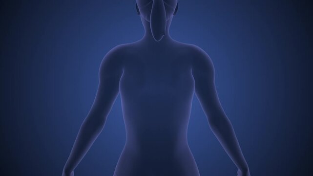 Medical concept of the human spinal cord pain