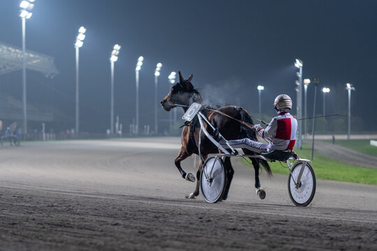 Racing horses trots and rider on a track of stadium. Competitions for trotting horse racing. Horses compete in harness racing. Horse runing at the track with rider.
