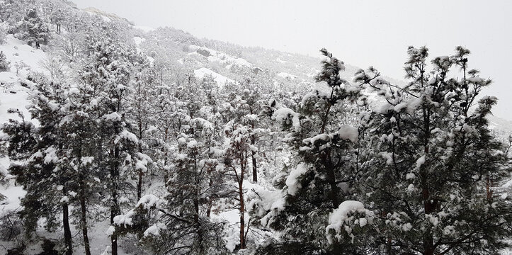 Winter forest; Winter forest in the mountains
