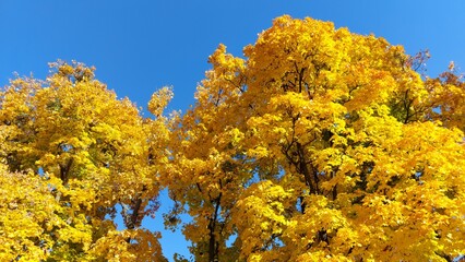 Golden Autumn Canopy Against Clear Blue Sky