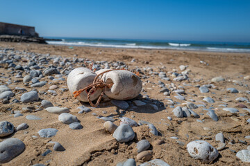 buoy on the beach of Morocco