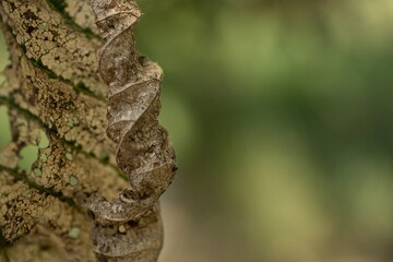 Walnut leaf is damaged closeup