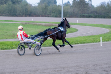Racing horses trots and rider on a track of stadium. Competitions for trotting horse racing. Horses compete in harness racing. Horse runing at the track with rider.
