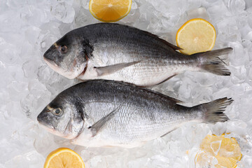 Sea food. Fresh raw fish and lemons on ice cubes, flat lay