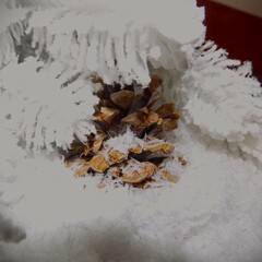 cedar pinecone in a snow under an eve