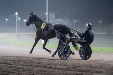 Naklejka premium Racing horses trots and rider on a track of stadium. Competitions for trotting horse racing. Horses compete in harness racing. Horse runing at the track with rider. 