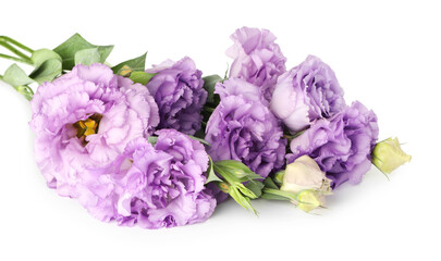 Beautiful violet eustoma flowers with green leaves isolated on white