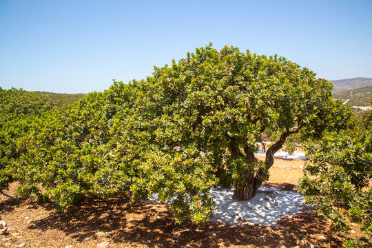 Mastic gum resin flows from the mastic tree. Chios island - Greece