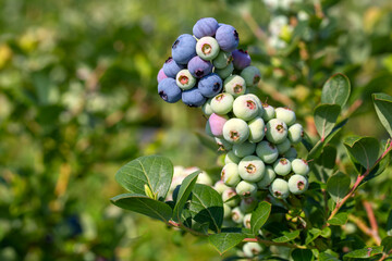 Blueberry farm with bunch of ripe fruits on tree during harvest season in Izmir, Turkey. Blueberry picking history.