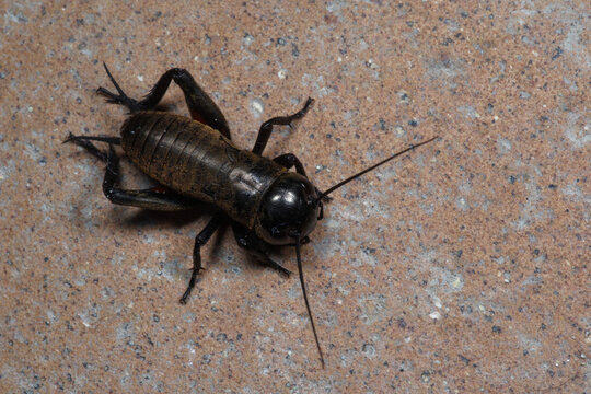 Un Grillon champ&ecirc;tre sur les ol d'une cave (Gryllus campestris)