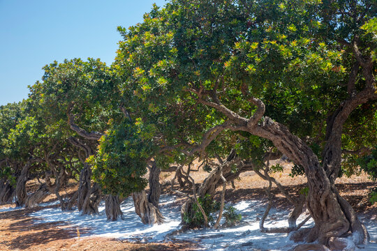 Mastic gum resin flows from the mastic tree. Chios island - Greece