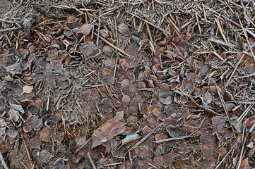 a close-up of a frosty forest floor covered in dead leaves, twigs, and dried grass