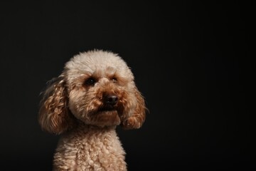 Cute Toy Poodle dog on black background, space for text. Lovely pet