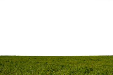 Field of green grass. Spring landscape. Horizontal shot.