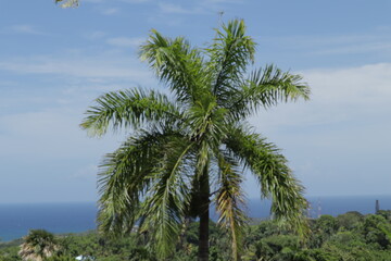 Palmeras en el caribe