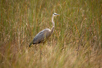 A great blue heron stands in tall grasses in Everglades National Park
